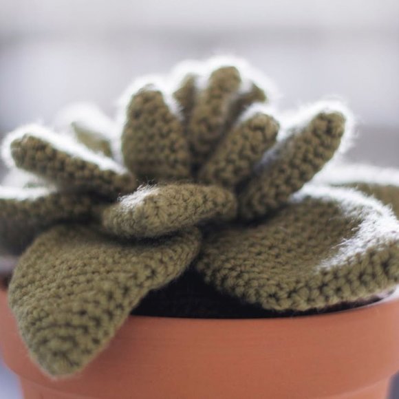 Cactus succulent in clay planter pot (Echeveria) - Picture 2 of 5